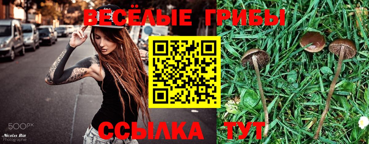 Зеленогорск  даркнет сайт  Вход с VPN  Галлюциногенные грибы Psilocybine cubensis 